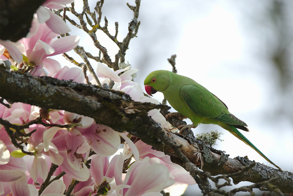 island-conservation-preventing-extinctions-rose-ringed-parakeet-sitting-on-magnolia