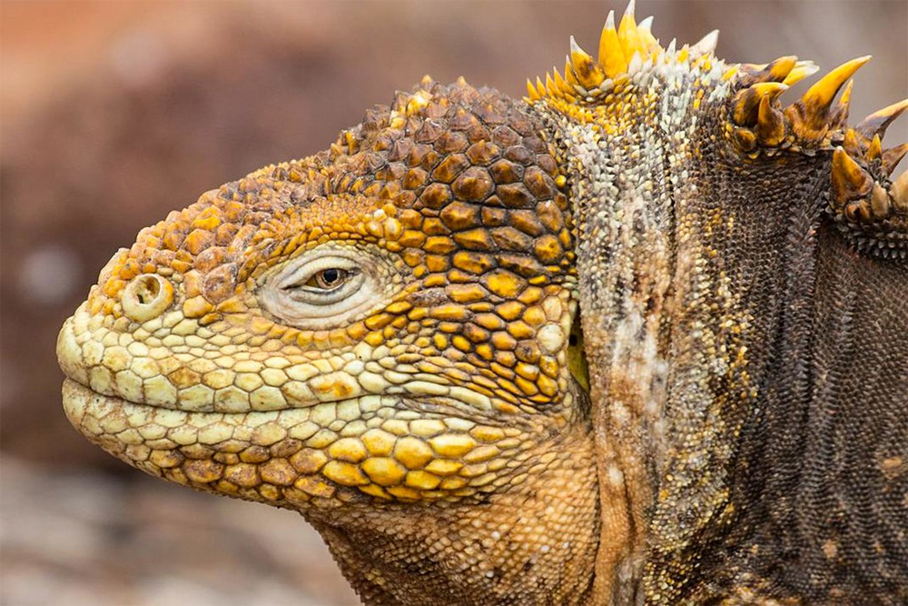 island-conservation-invasive-species-preventing-extinctions-galapagos-land-iguana-santiago-restoration
