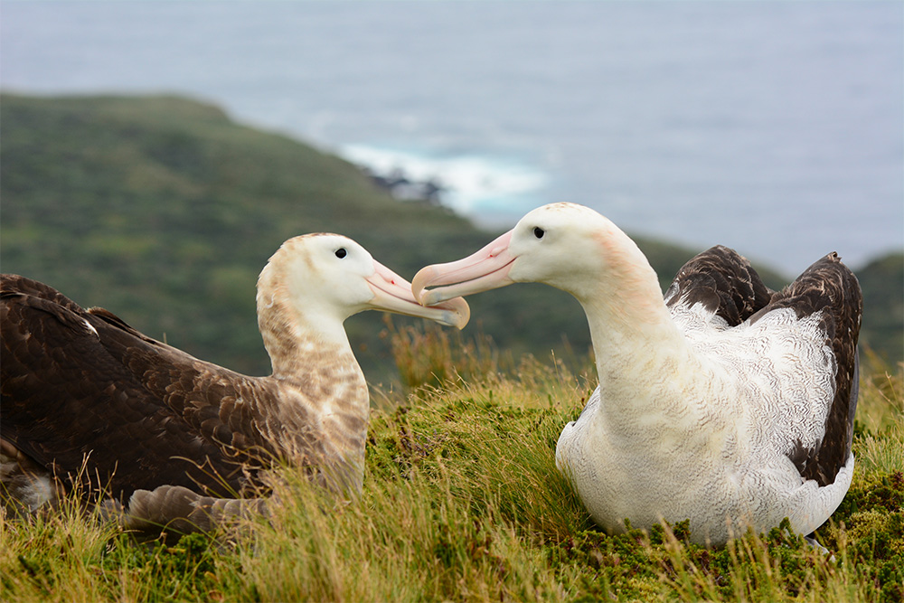 island-conservation-invasive-species-preventing-extinctions-gough-island-tristan-albatross-invasive-mice-attack
