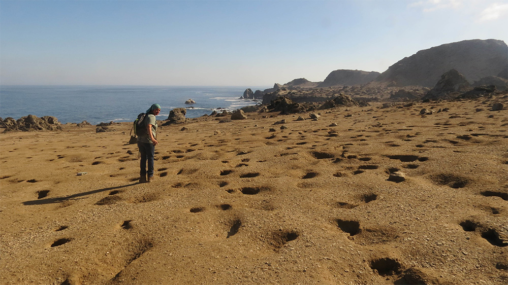 island-conservation-invasive-species-preventing-extinctions-peruvian-diving-petrels-burrows-chanaral