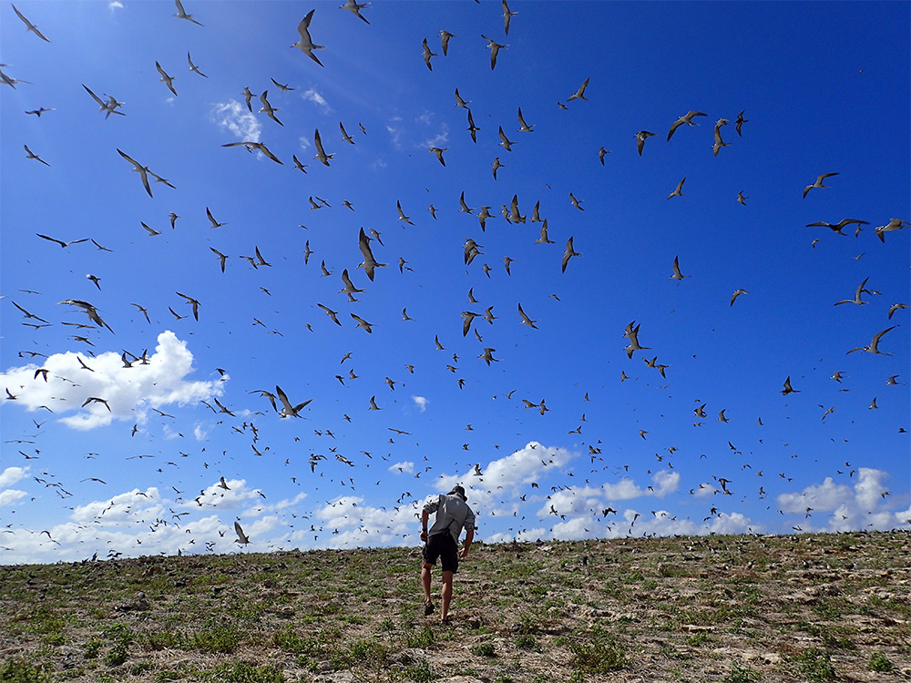 invasive-species-preventing-extinctions-teuaua-richard-griffiths-island-sooty-tern-flock