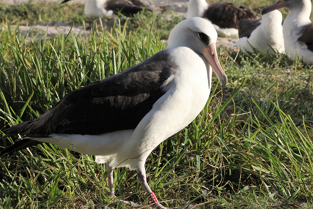 island-conservation-invasive-species-preventing-extinctions-wisdom-laysan-alabtross-z333