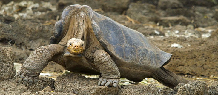 Island Conservation Surviving Relative of Lonesome George The Pinta Giant  Tortoise Discovered - Island Conservation