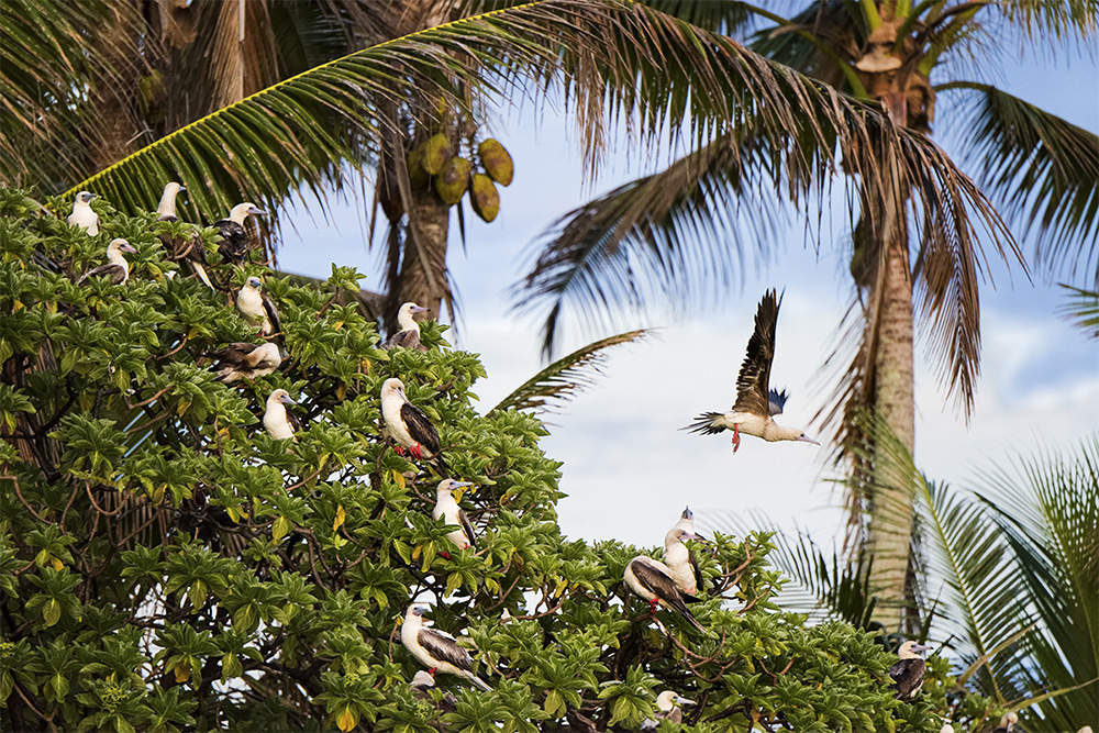 island-conservation-invasive-species-preventing-extinctions-andrew-wright-palmyra-atoll-red-footed-booby-pisonia-tree