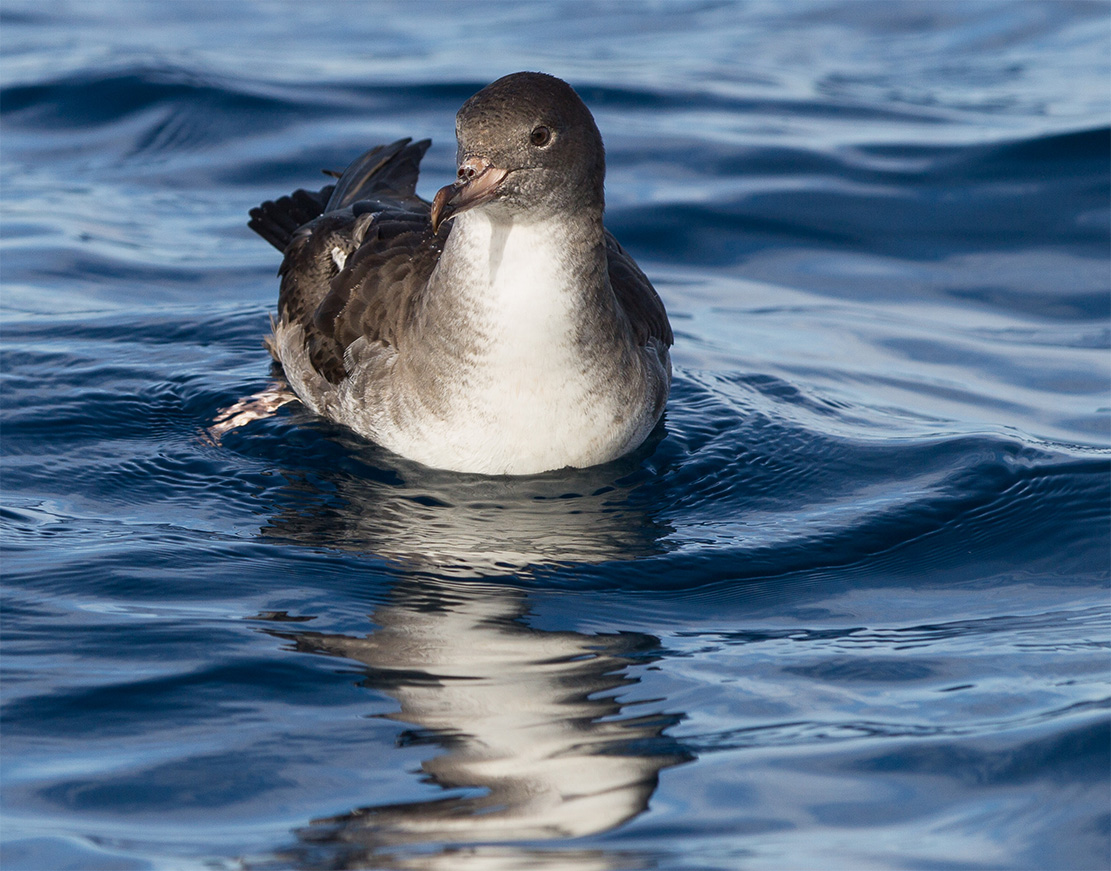 island-conservation-invasive-species-preventing-extinction-pink-footed-shearwater