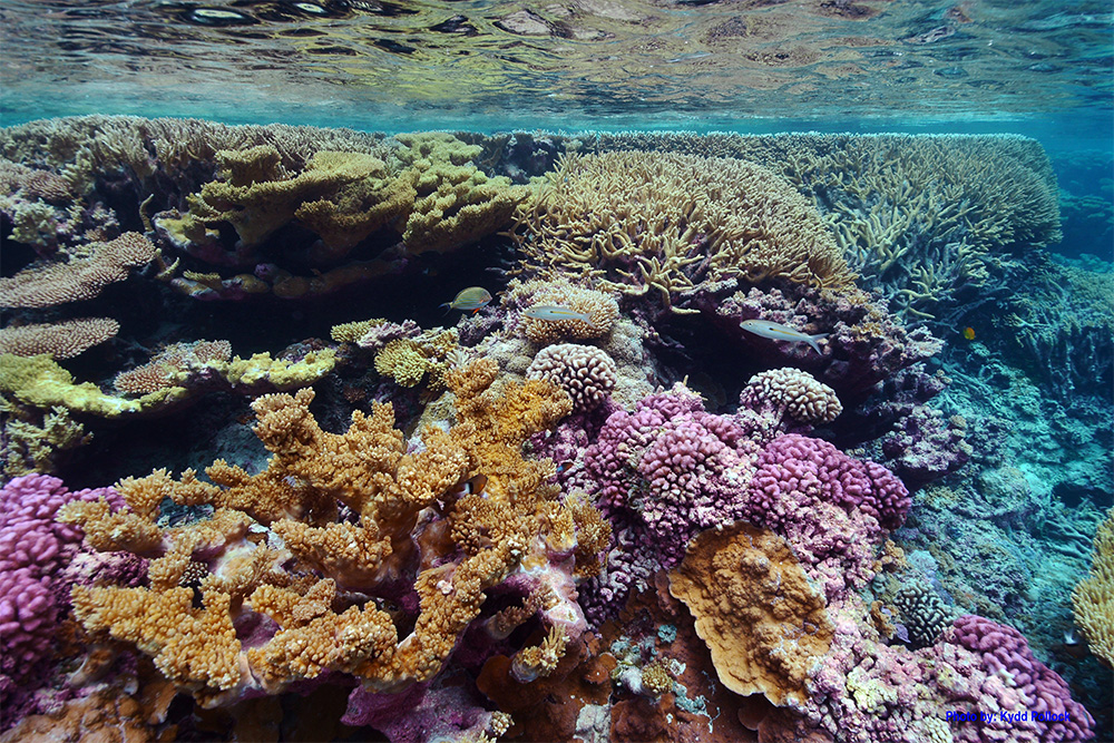 island-conservation-invasive-species-preventing-extinctions-coral-reef-seabird-guano-nutrients