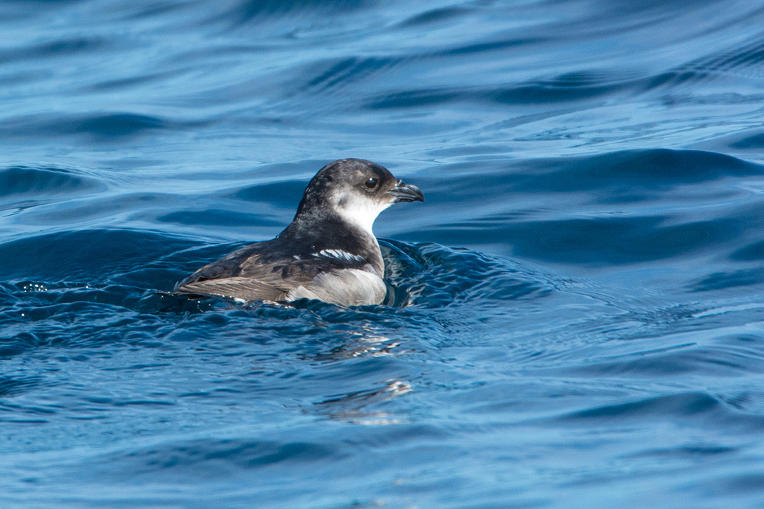 island-conservation-invasive-species-preventing-extinction-peruvian-diving-petrel-ocean-surface