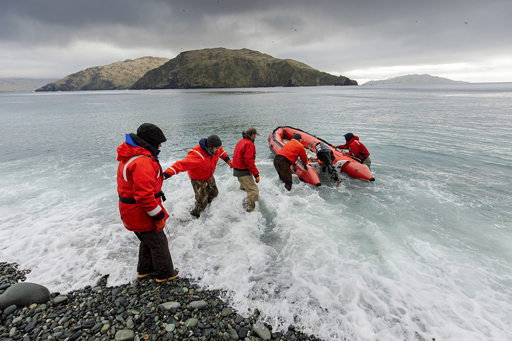 island-conservation-invasive-species-preventing-extinctions-aleutian-archipelago-last-unknown-documentary-wild-journey