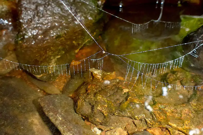 island-conservation-invasive-species-preventing-extinctions-cocos-island-endemic-spider-web-research
