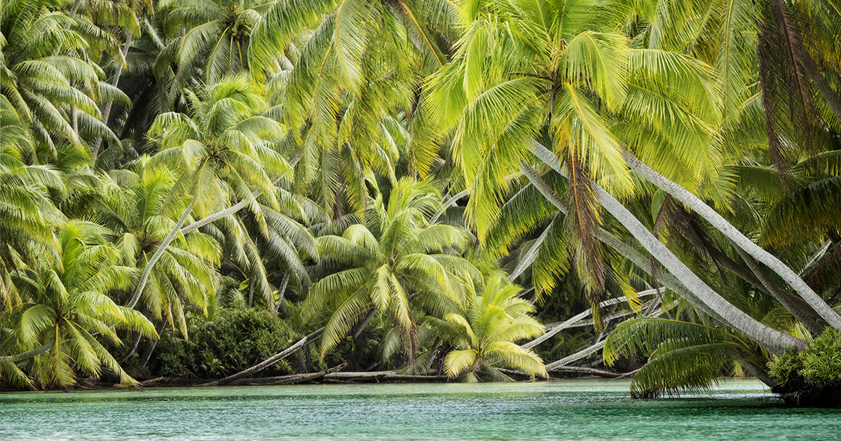 Island Conservation Paving the Way for Climate Science on Palmyra Atoll ...
