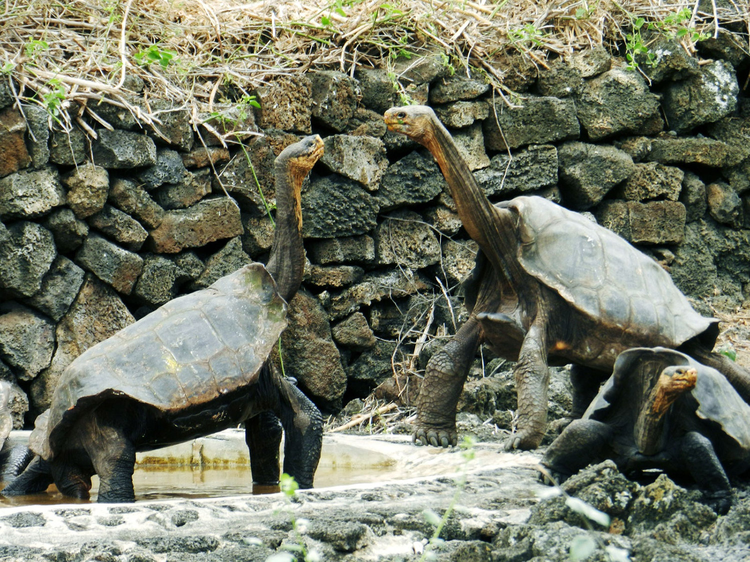 Floreana giant tortoise galapagos island conservation
