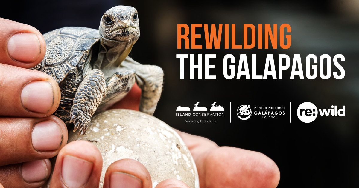 Rewilding the Wild