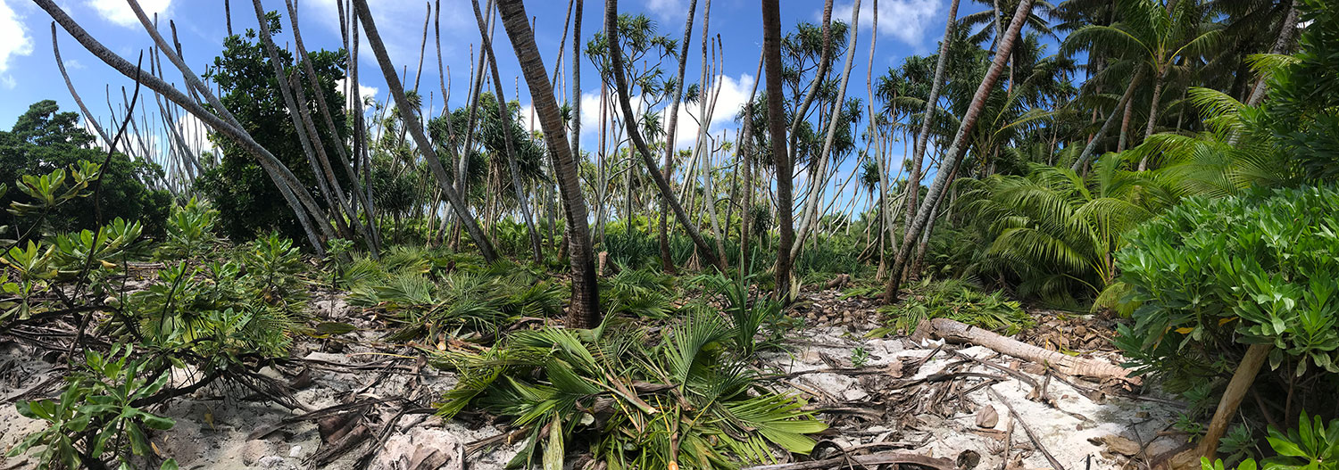 Island conservation palmyra atoll palm trees, nature conservancy USFWS native plants