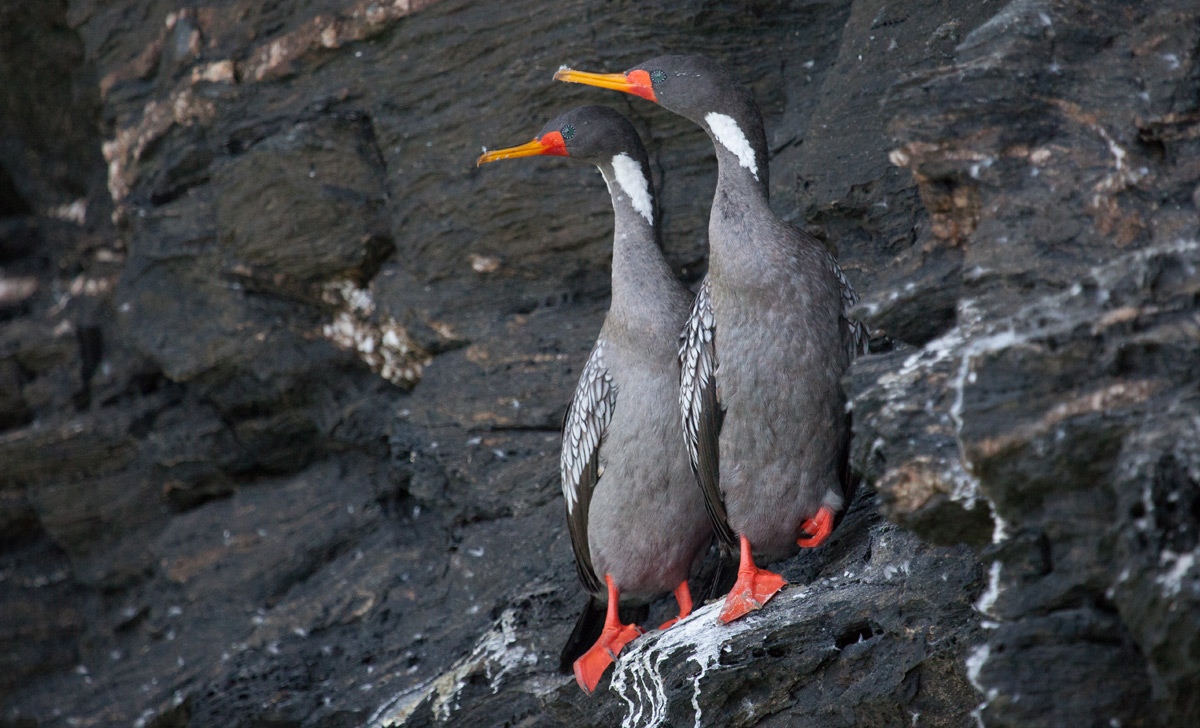 Island Ocean Connection Challenge - Cormorants island Conservation