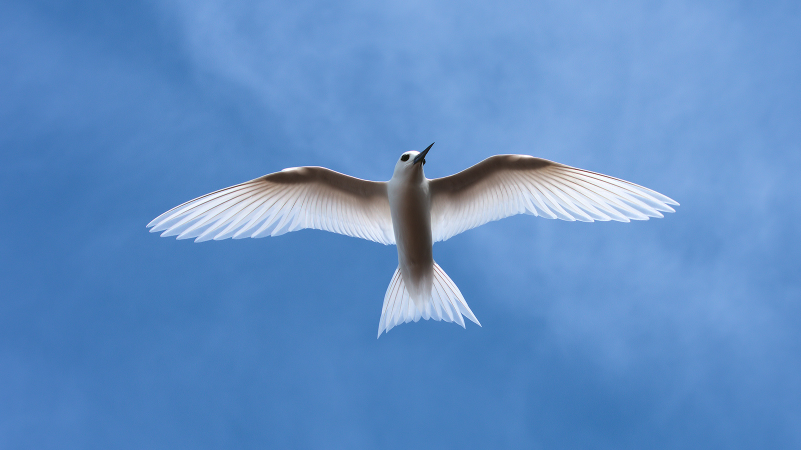 wallis and futuna white tern island conservation photo by T. Berr