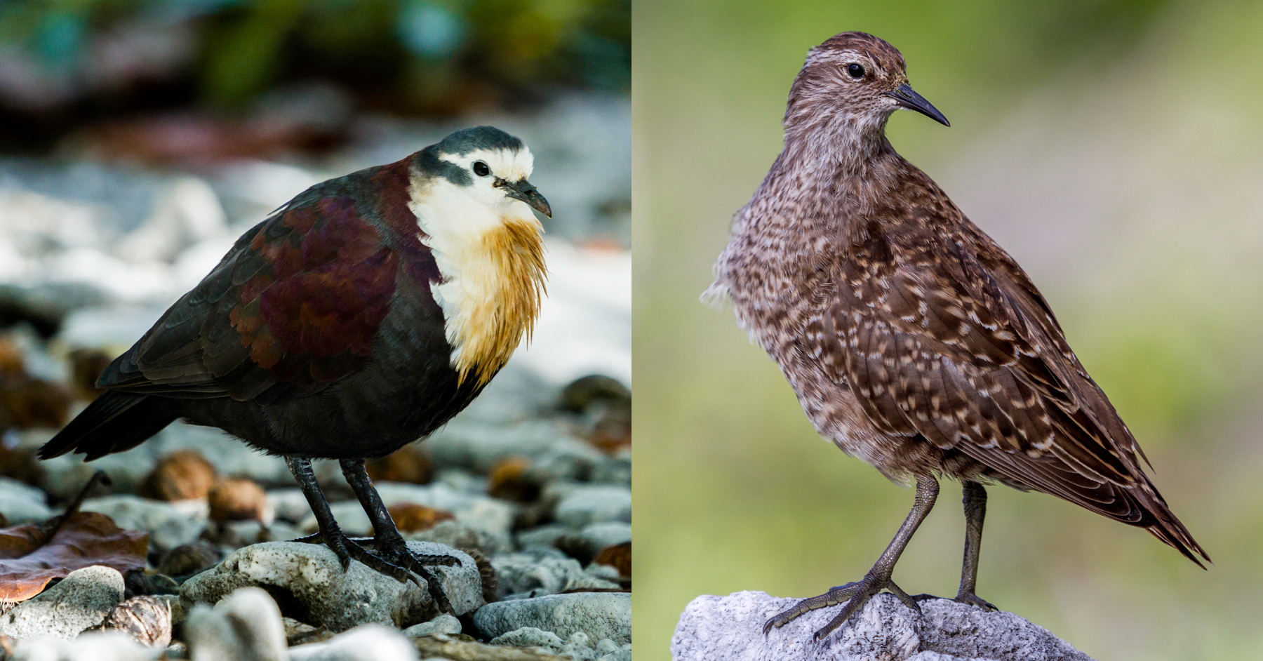 Island Conservation tetiaroa atoll, polynesian ground dove, tuamotu sandpiper