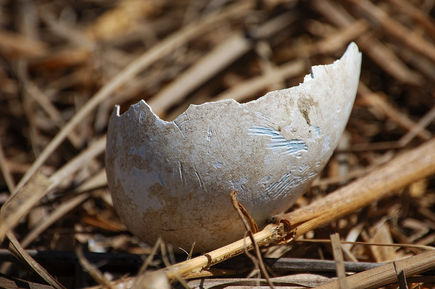 Invasive Mice PRESS RELEASE: New Study Shows Eradicating Invasive Species from ...