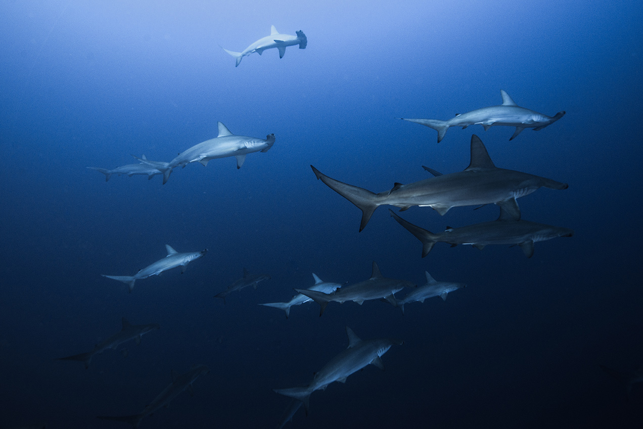 Island Conservation Strengthening conservation across the Galapagos