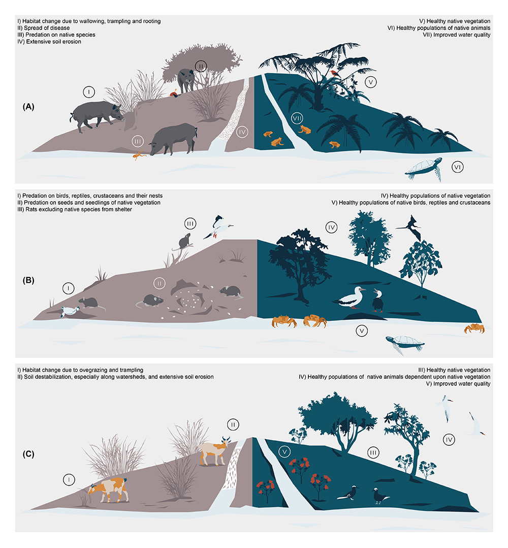 Diversity of terrestrial ecosystem changes that have been documented to follow island introduction of invasive mammals. The ecosystem changes are linked to the ecology of the invasive mammal, and some of the stereotyped shifts are captured. (A) Pigs are a common invader across islands, often introduced deliberately by humans for food. (B) Rats and other rodents are often introduced accidentally, traveling aboard ships and colonizing islands worldwide. (C) Goats can be introduced to islands for their perceived value as livestock, but without management can lead to dramatic shifts to island ecosystems. Note that the effects of invasive mammals will vary based upon the natural history of the island and the exact species of invader. 
