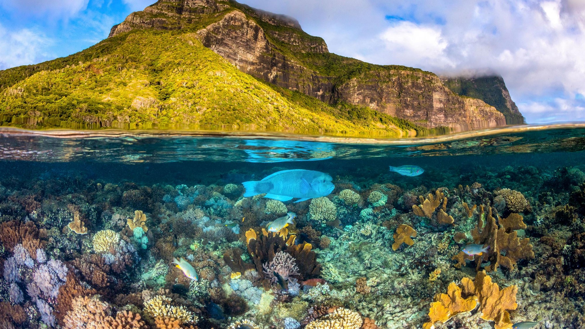 Island Conservation 5 incredible (and surprising) benefits from