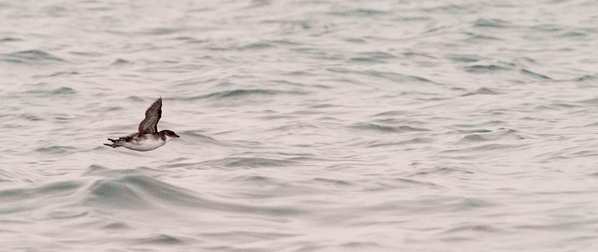 PRESS RELEASE Rare Peruvian Diving-petrels nesting on Chañaral Island following decades of absence