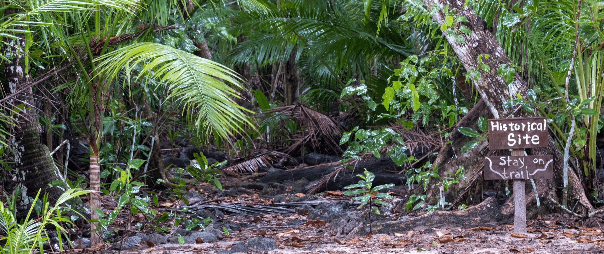 Nature flourishing on Ngerkeklau, Palau after first-ever successful drone-based eradication in Micronesia