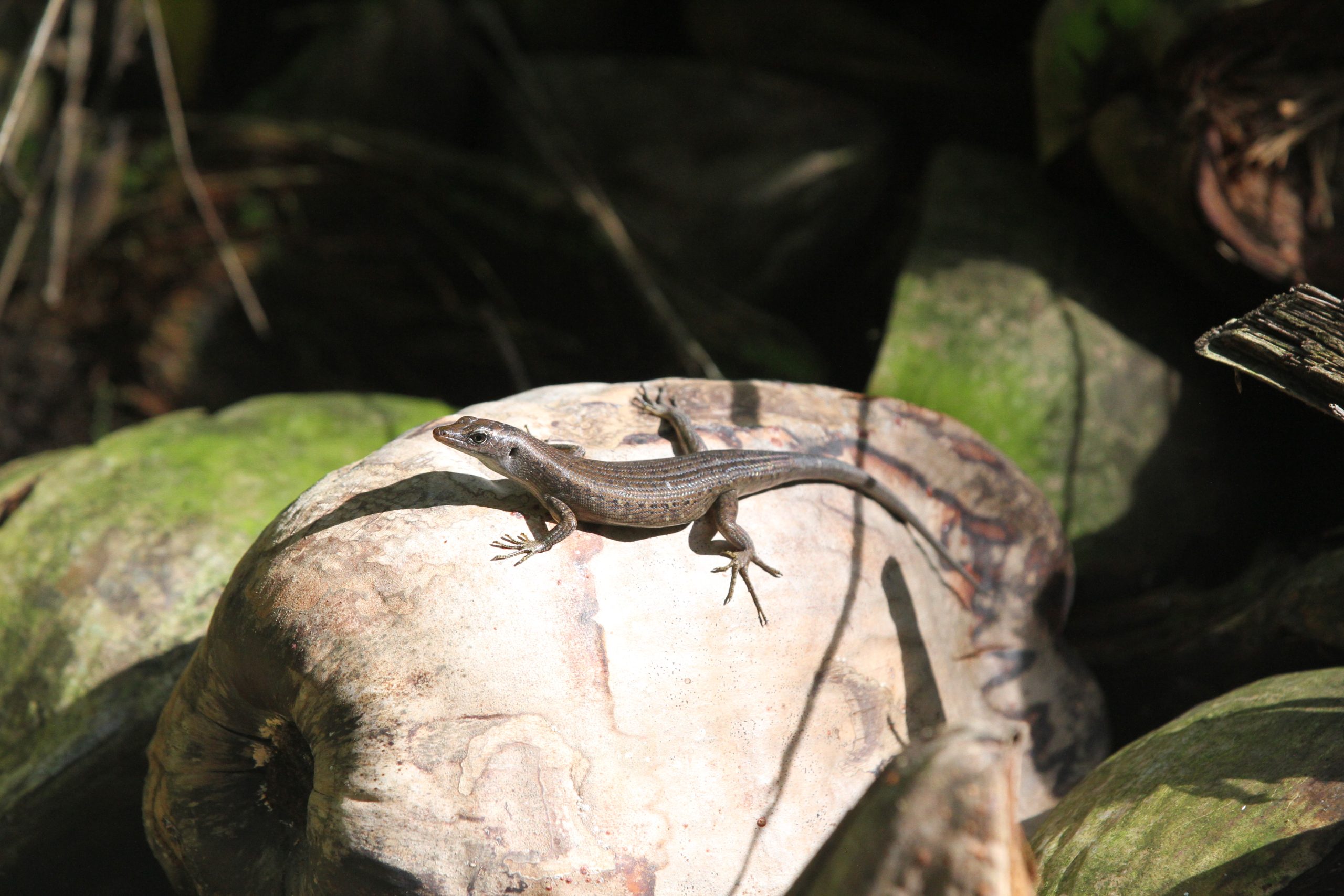 Boettgers_Emo_Skink_Nadikdik_Marshall_Islands_Island_Conservation
