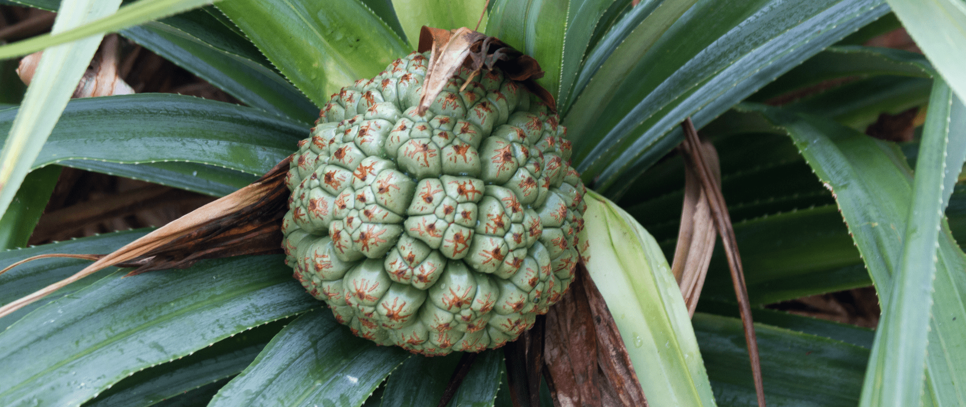 Invasive Species Have Massive Costs for Economies, Biodiversity, Health, and Food Supply New Report Shows