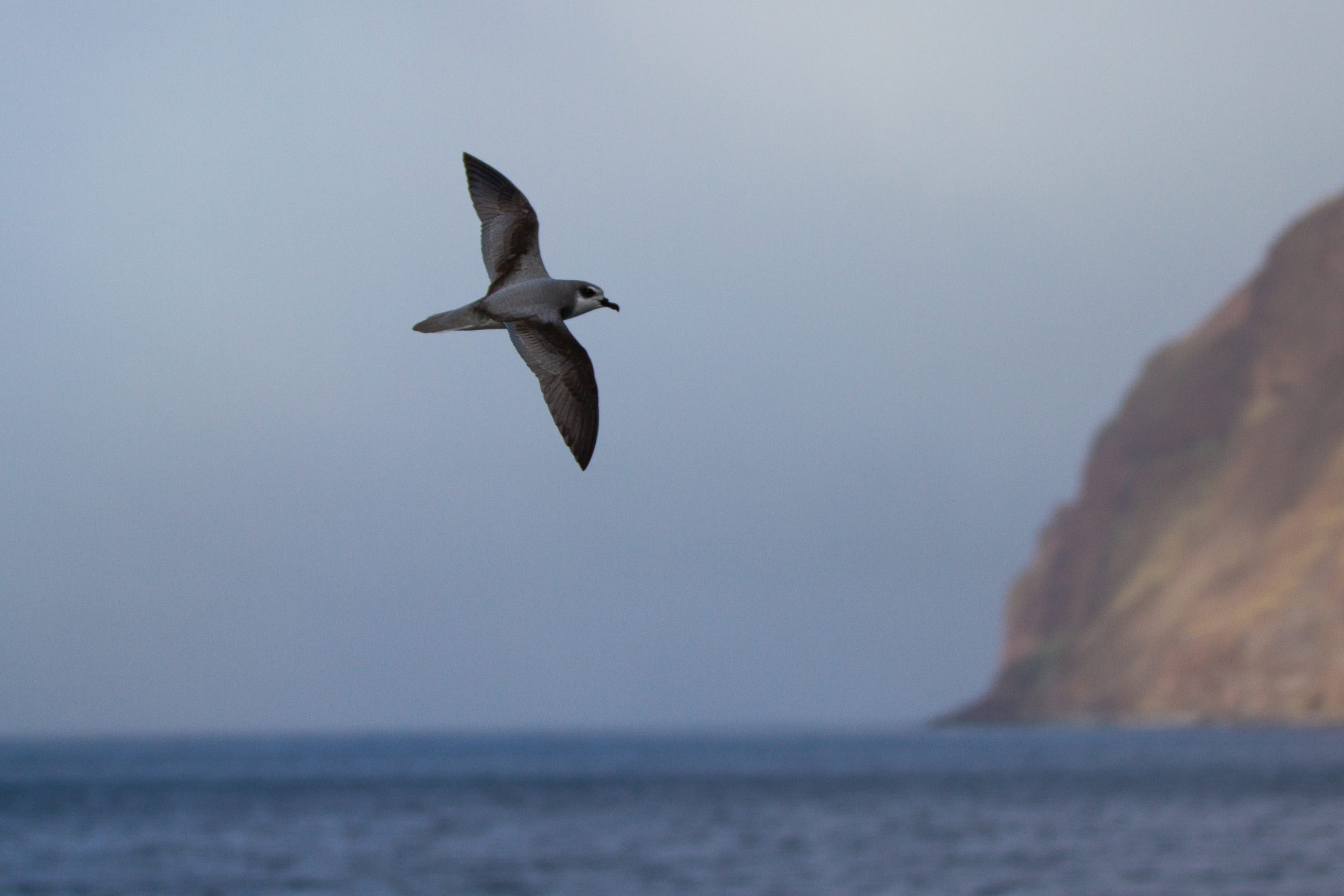 Seineger's Petrel