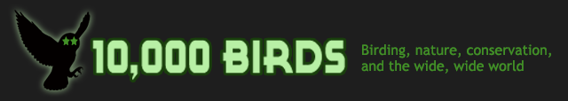 birding blog 10000 birds