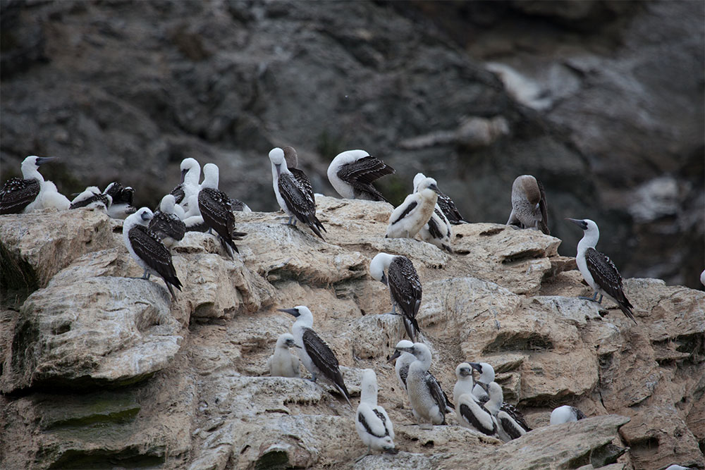 Peruvian Boobies on a rock on Choros Island, Chile.