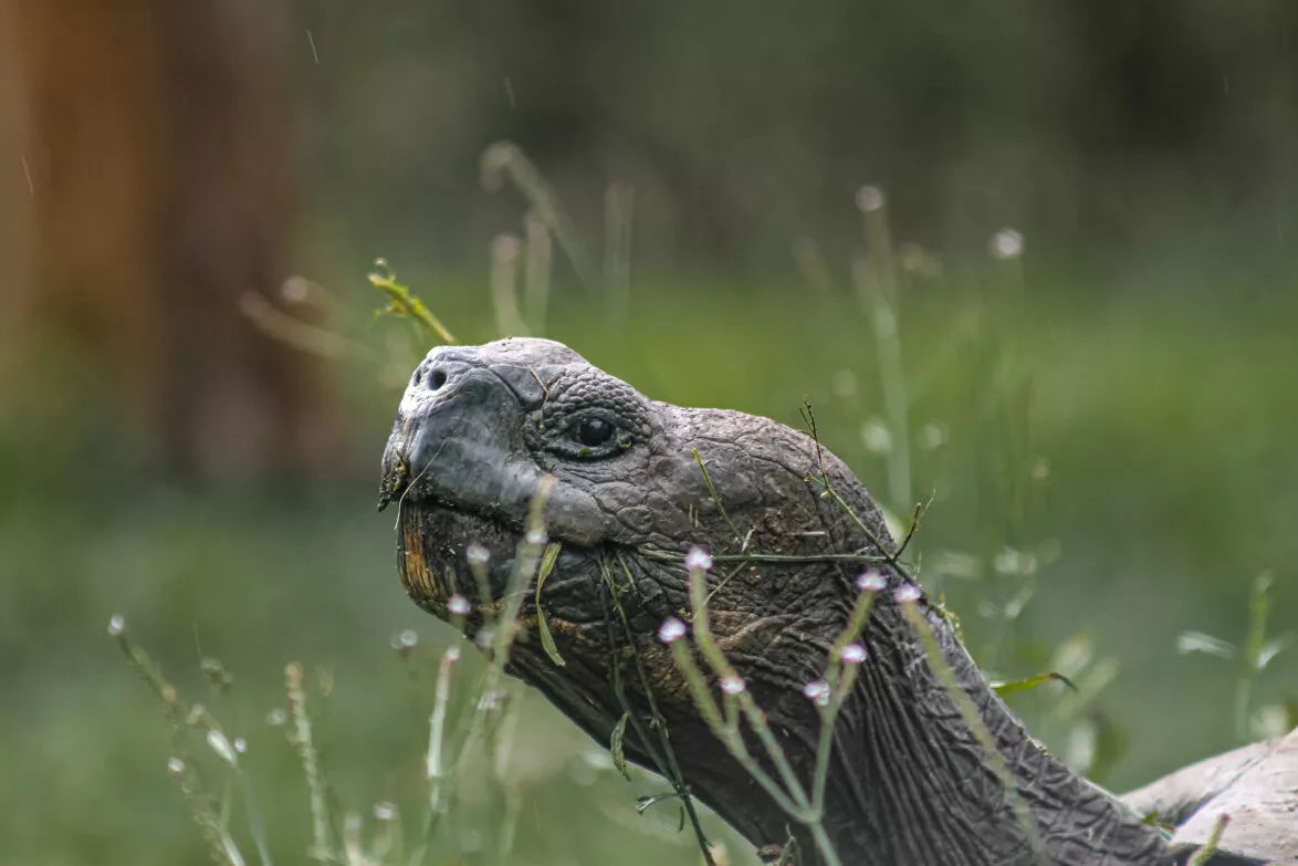  Galapagos species giant tortoise