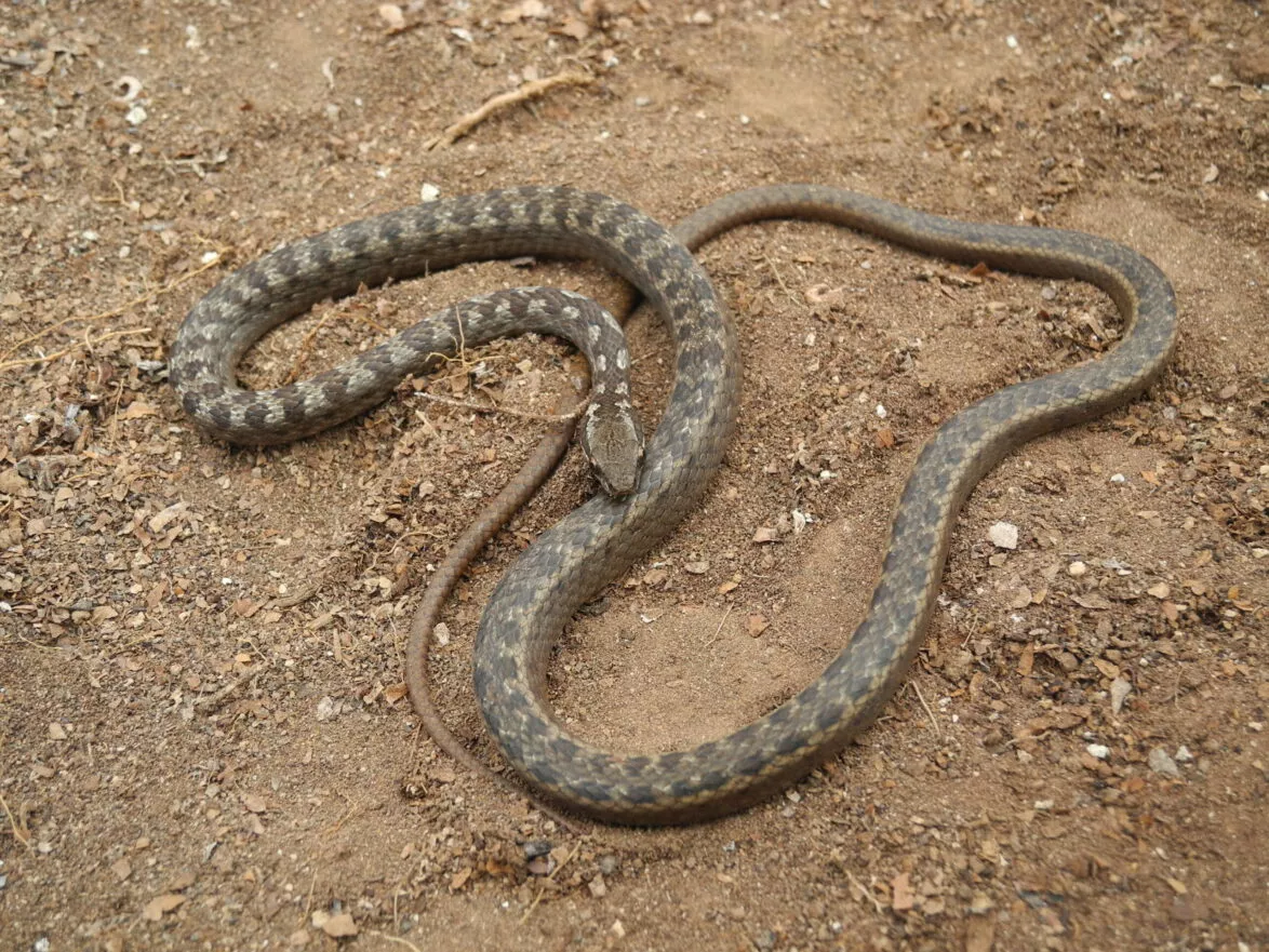 floreana racer snake galapagos species