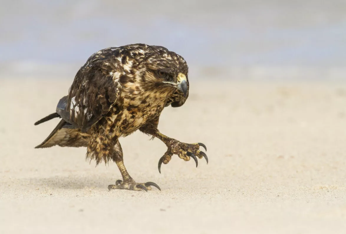 Galapagos hawk bird species floreana