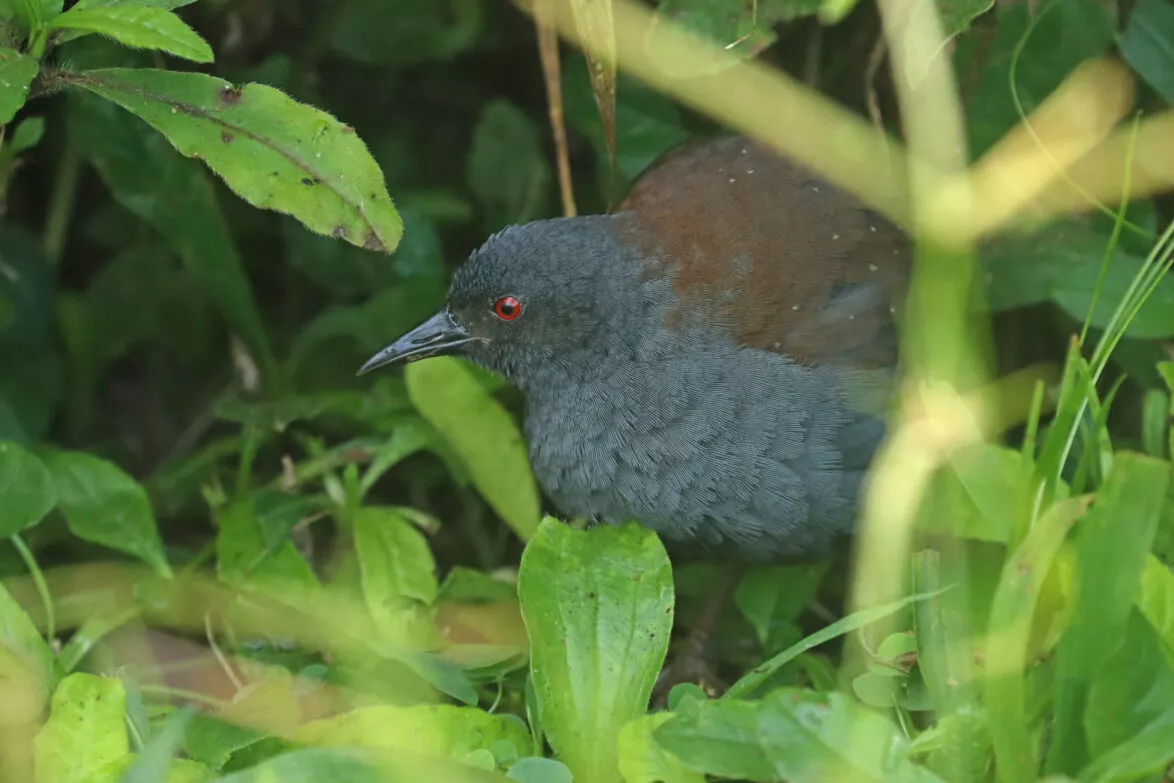 Galapagos rail bird species