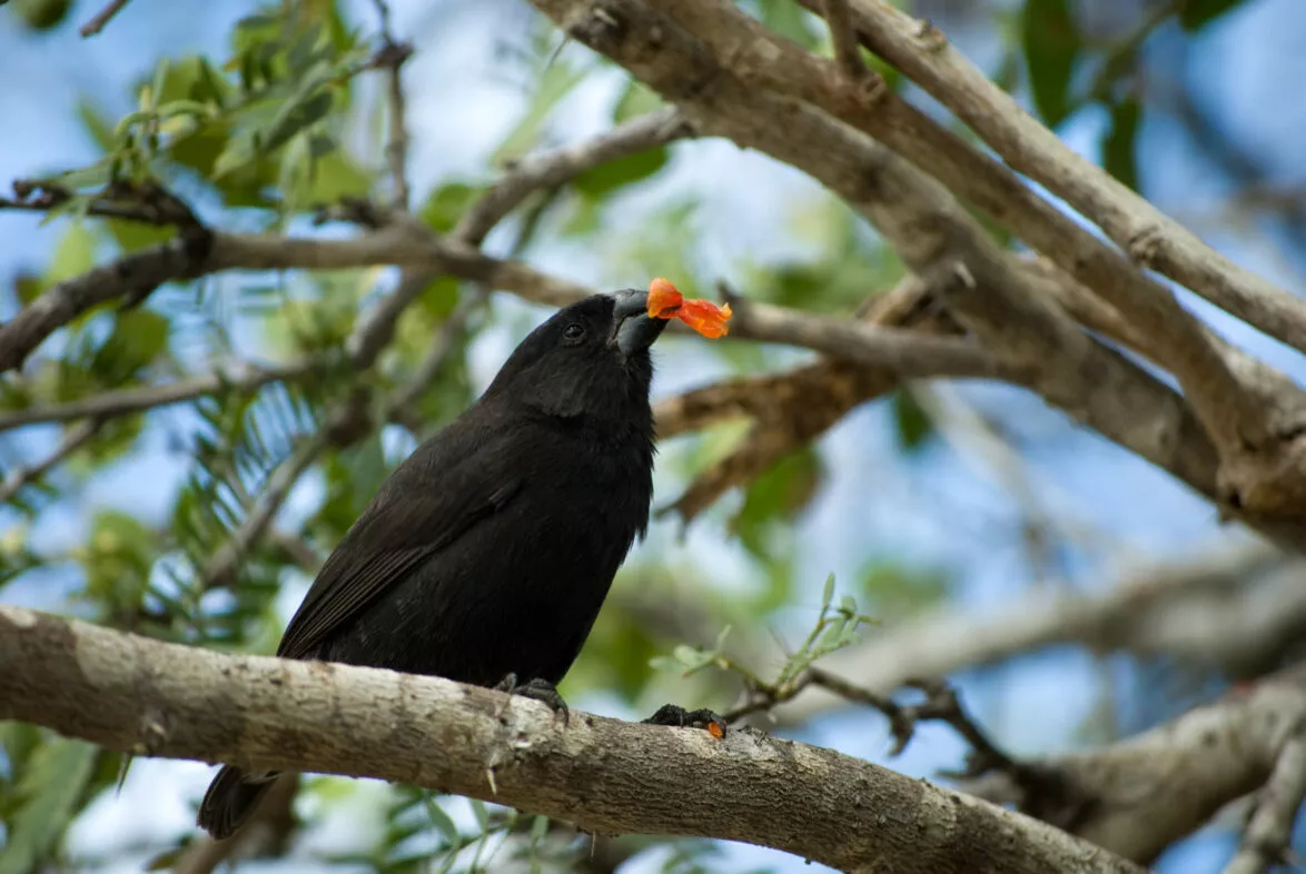 Large ground finch floreana galapagos species