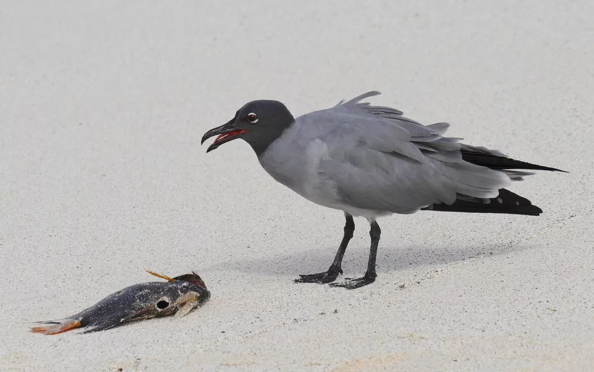 Lava Gull galapagos species floreana bird