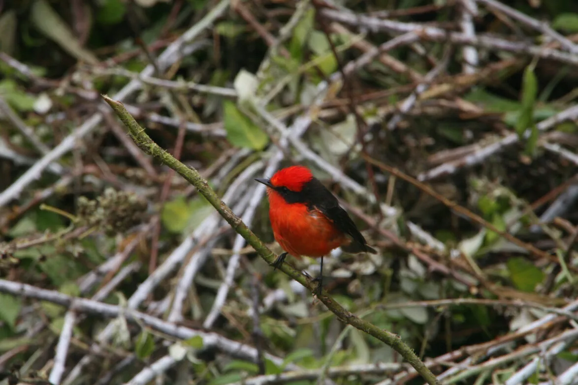 Little vermilion flycatcher galapagos species floreana