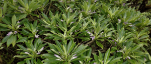 New Plant Species Unique to Hawai'i Discovered
