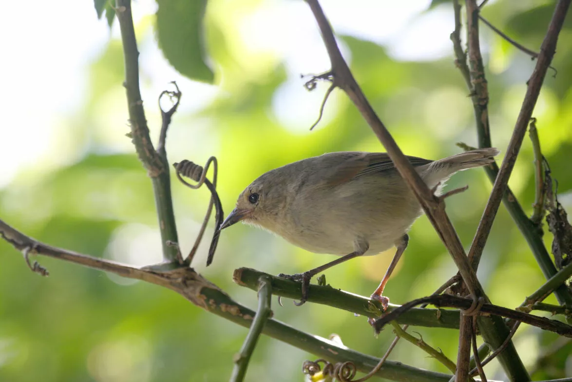 grey warbler finch galapagos species floreana