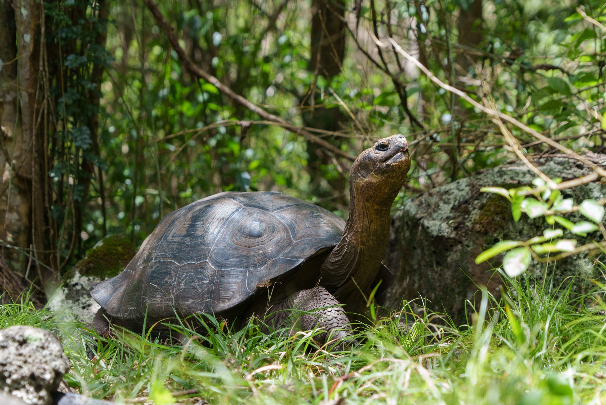 floreana tortoise
