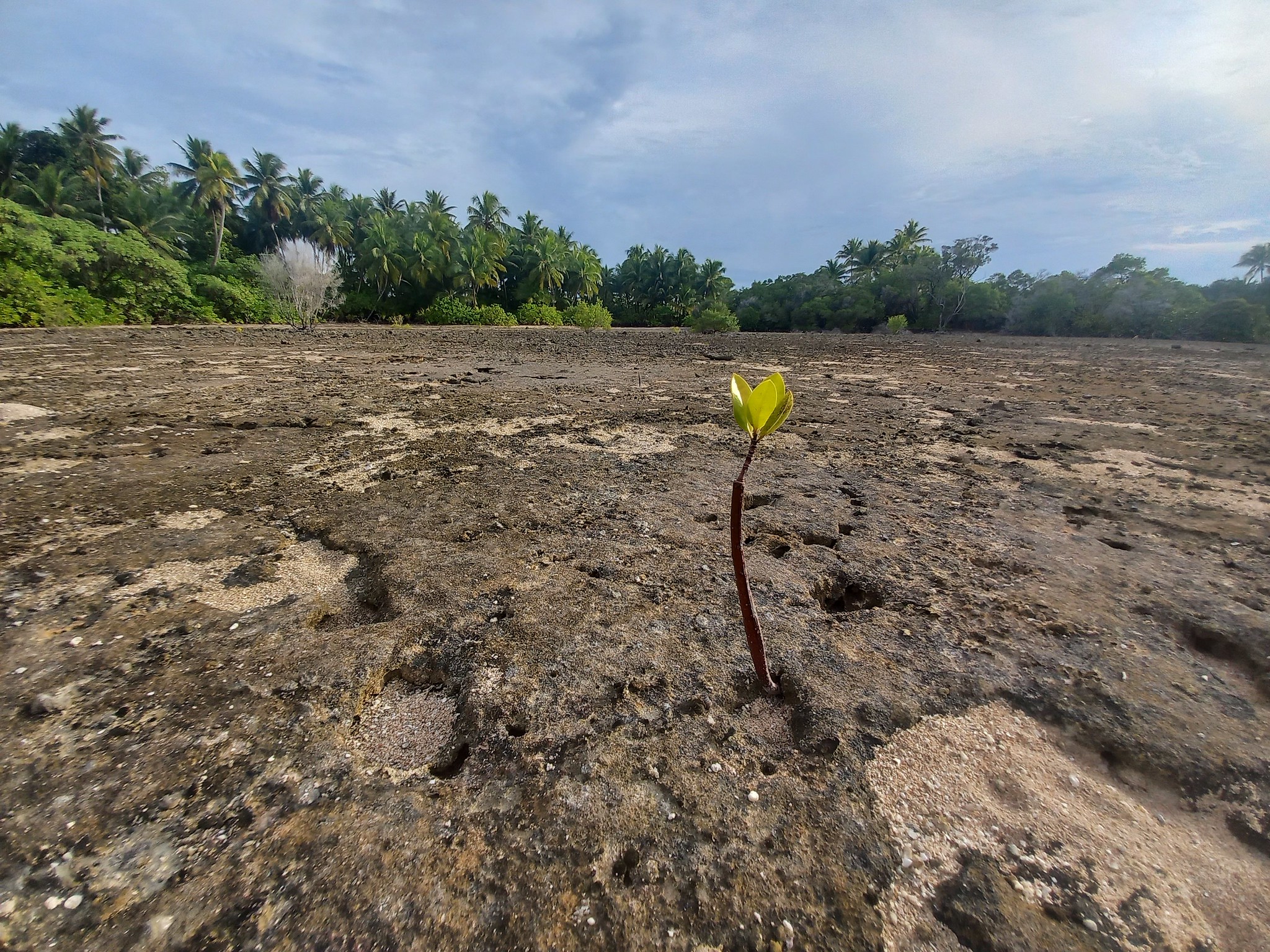 Mangrove Sprout on Nadikdik