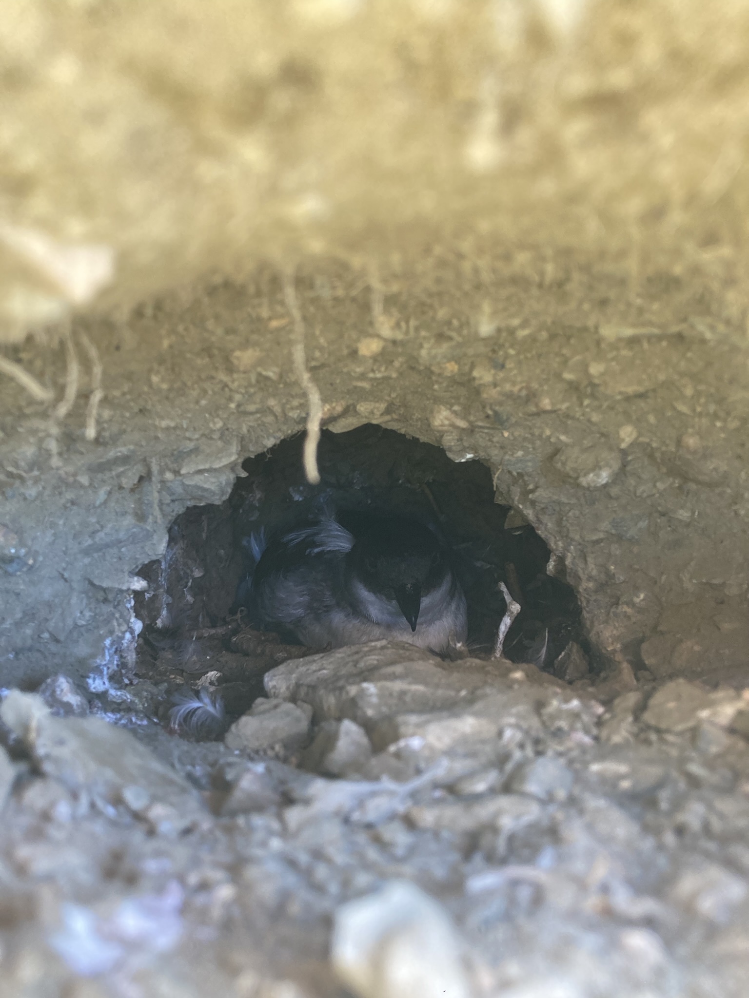 A Diving-petrel nesting on Chañaral