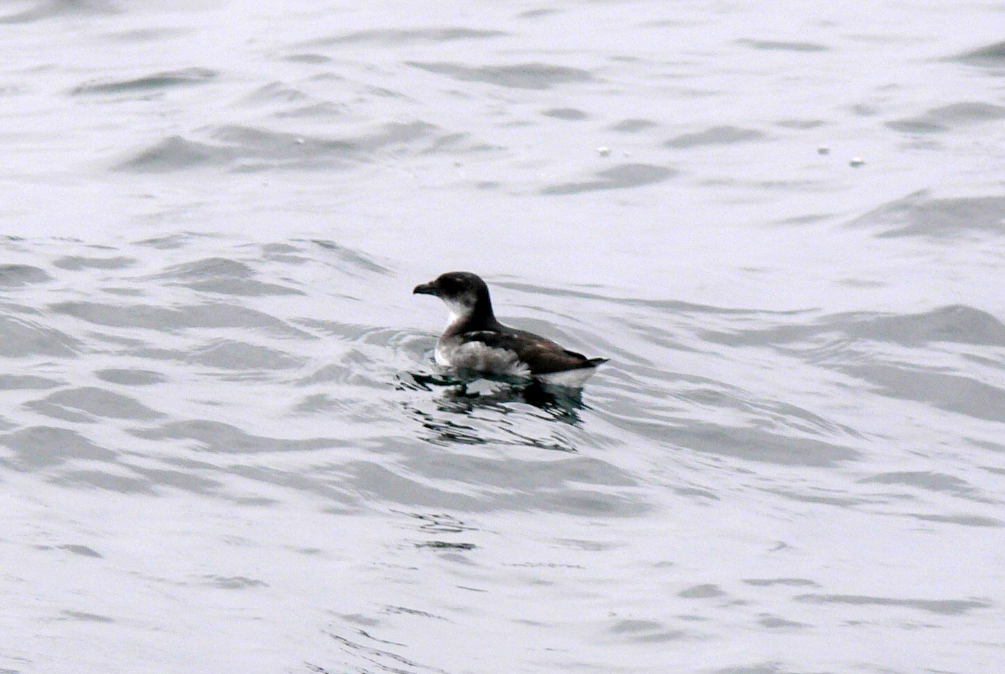 Peruvian Diving Petrel
