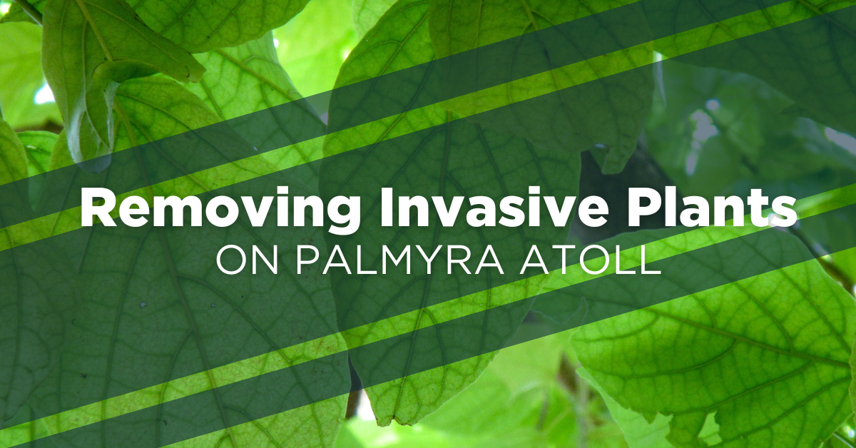 Island Conservation New Evidence for Invasive Coconut Removal on ...