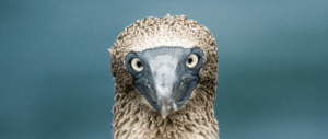 It's Not Bullsh*t, It's Bird Sh*t