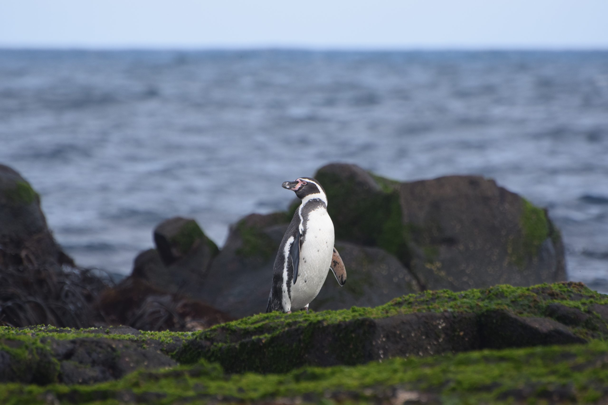 Humboldt Penguin
