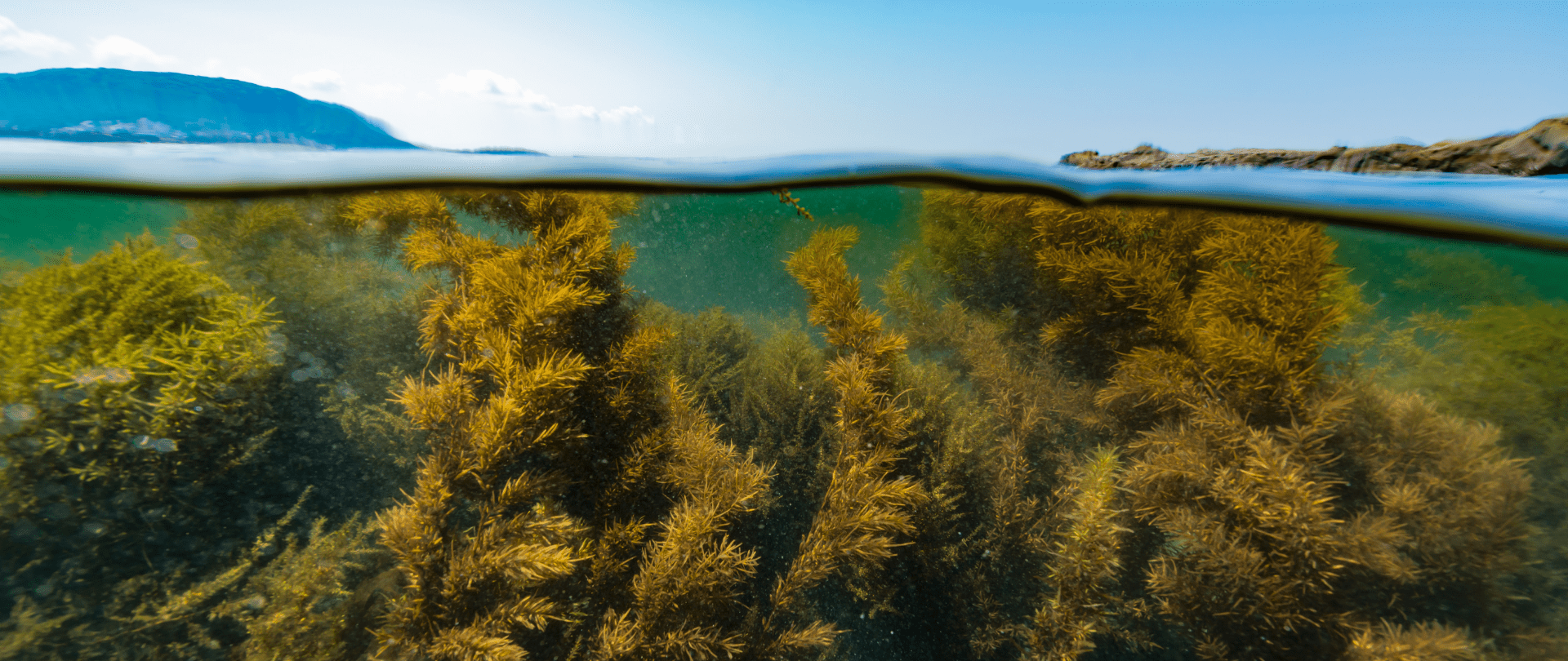 What is holistic restoration