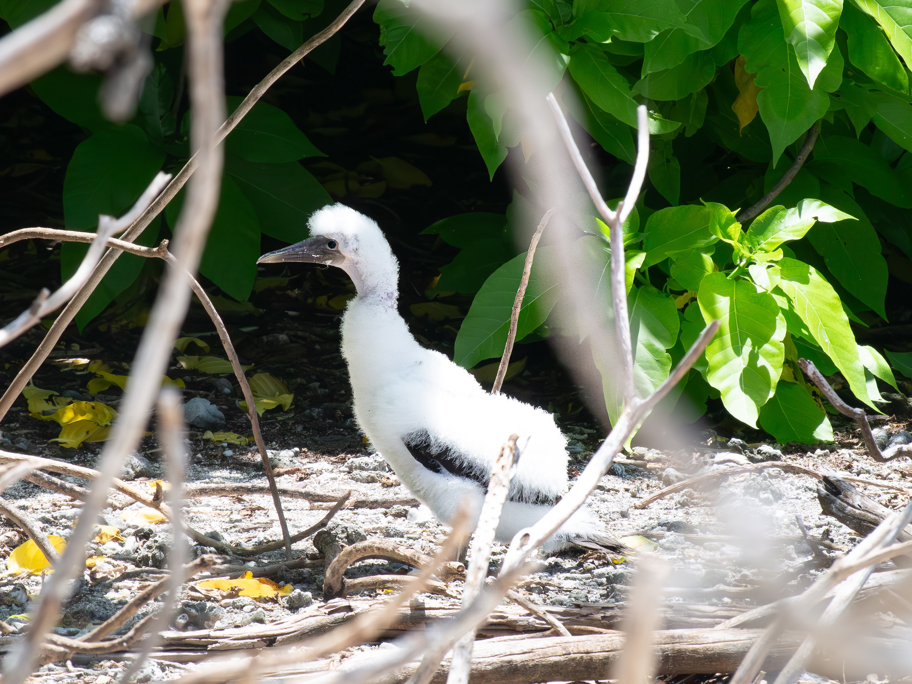 Masked booby chick