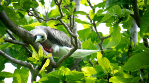 Red-footed Booby in a tree